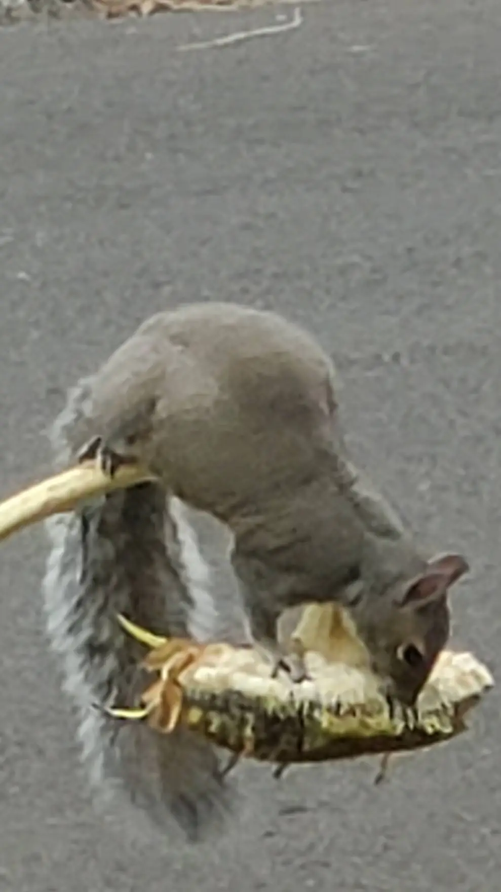 ai character: squrrle background