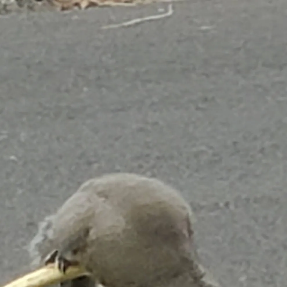 chat with ai character: squrrle