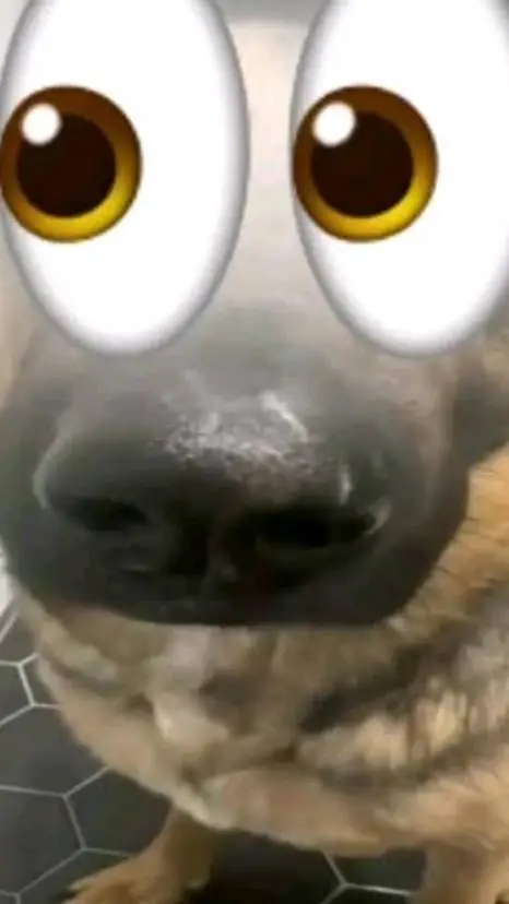 ai character: rocky the dog hmm background