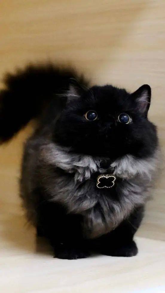 Talkie AI - Chat with Gatito🐈🌑🐾