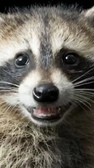 ai character: raccoon with power background