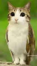 ai character: meowl  background