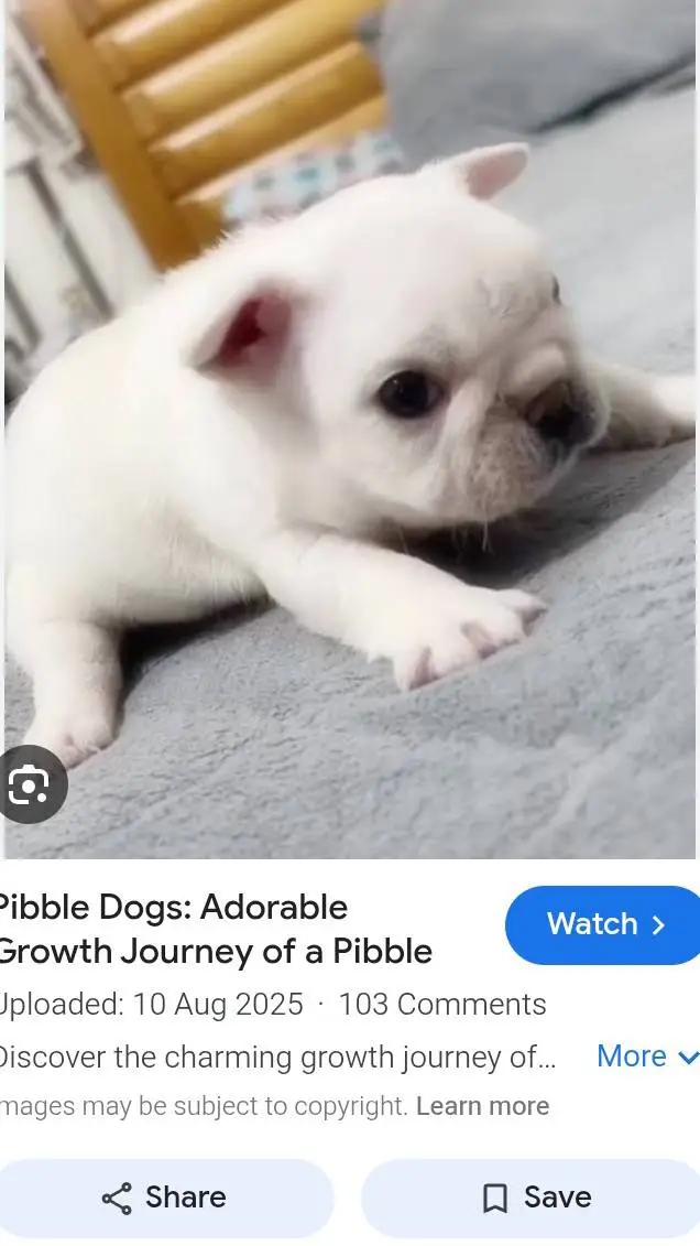 ai character: pibble  challenge background