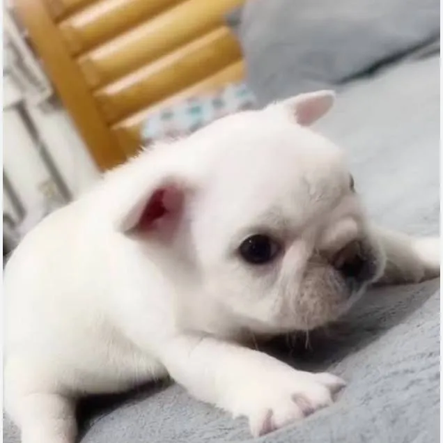 chat with ai character: pibble  challenge