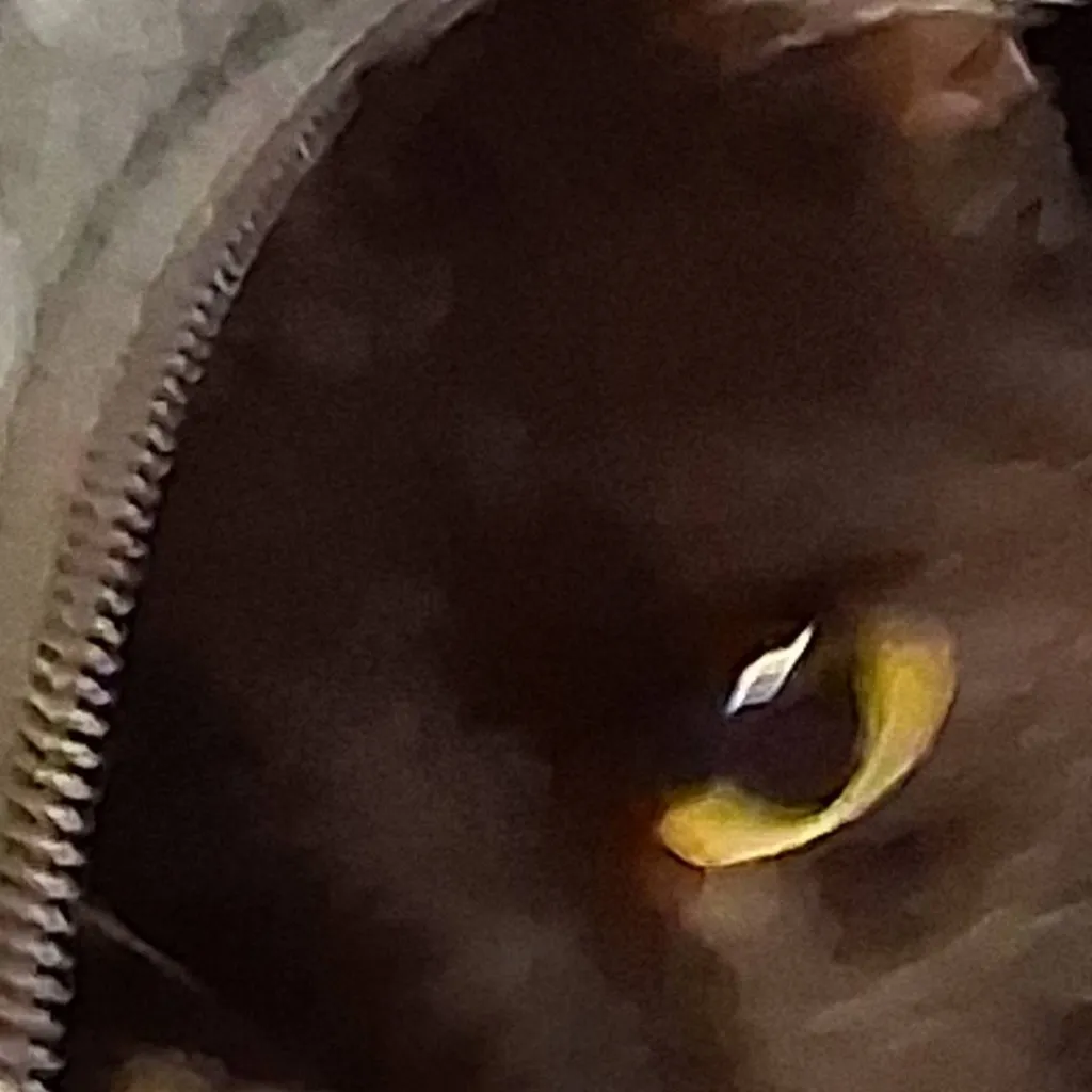 chat with ai character: Clive the Catt