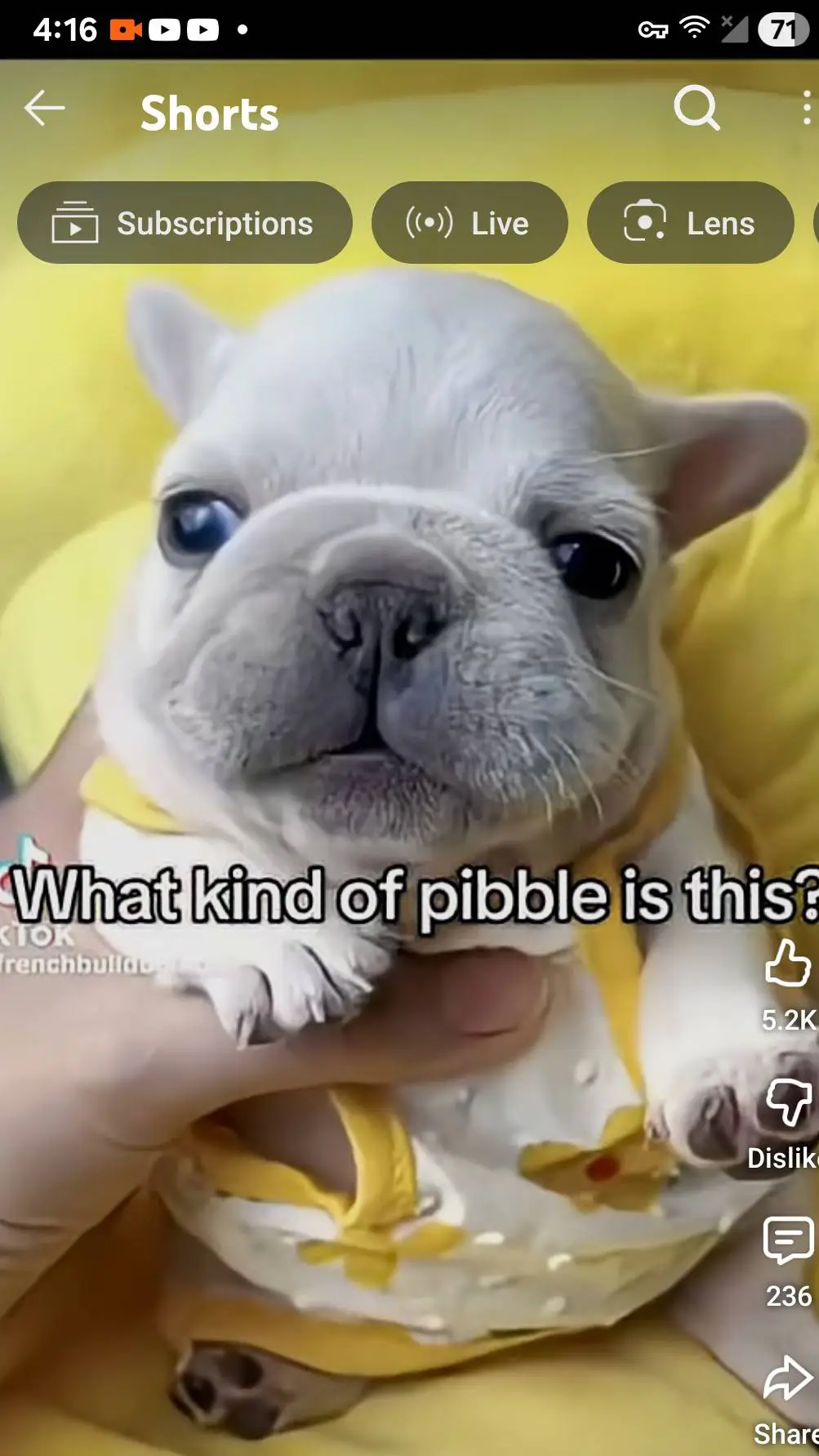 ai character: pibble background