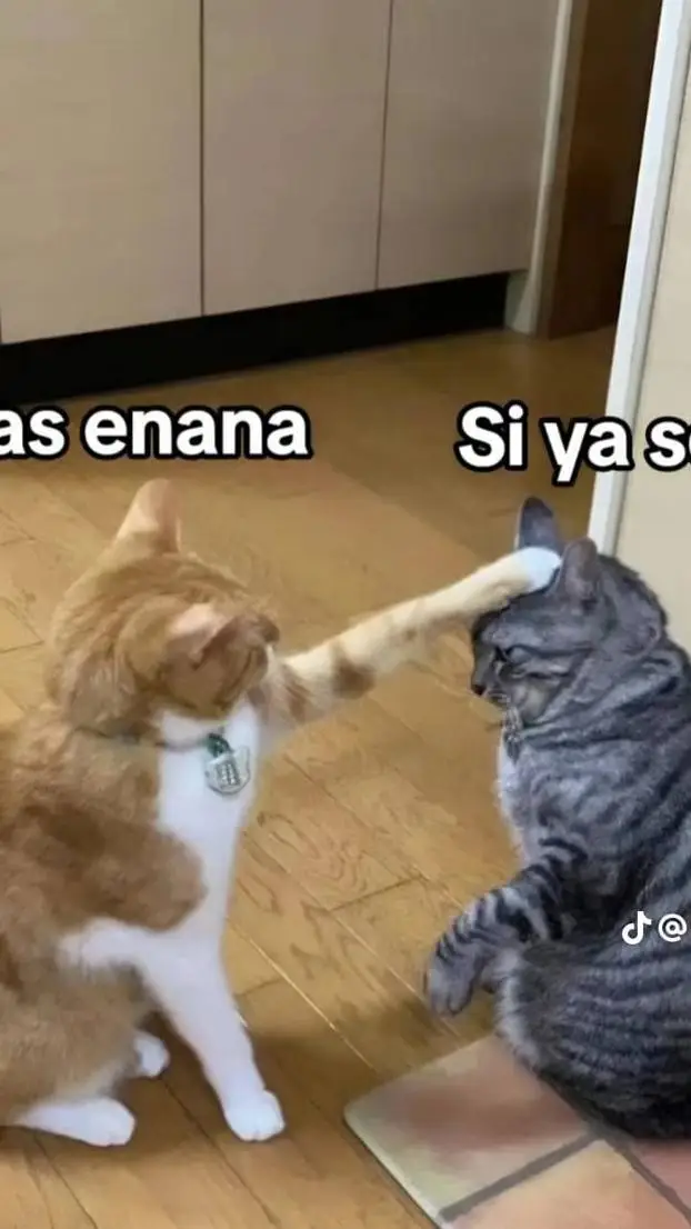 ai character: tus novios MHA background