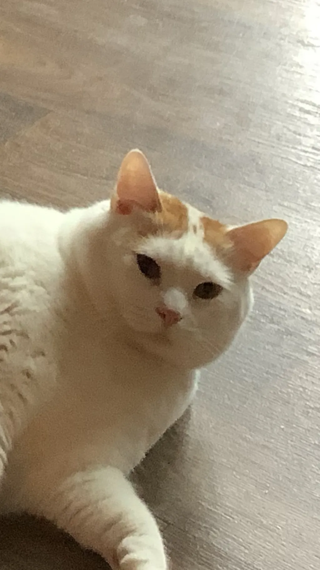 ai character: Can Titan  background