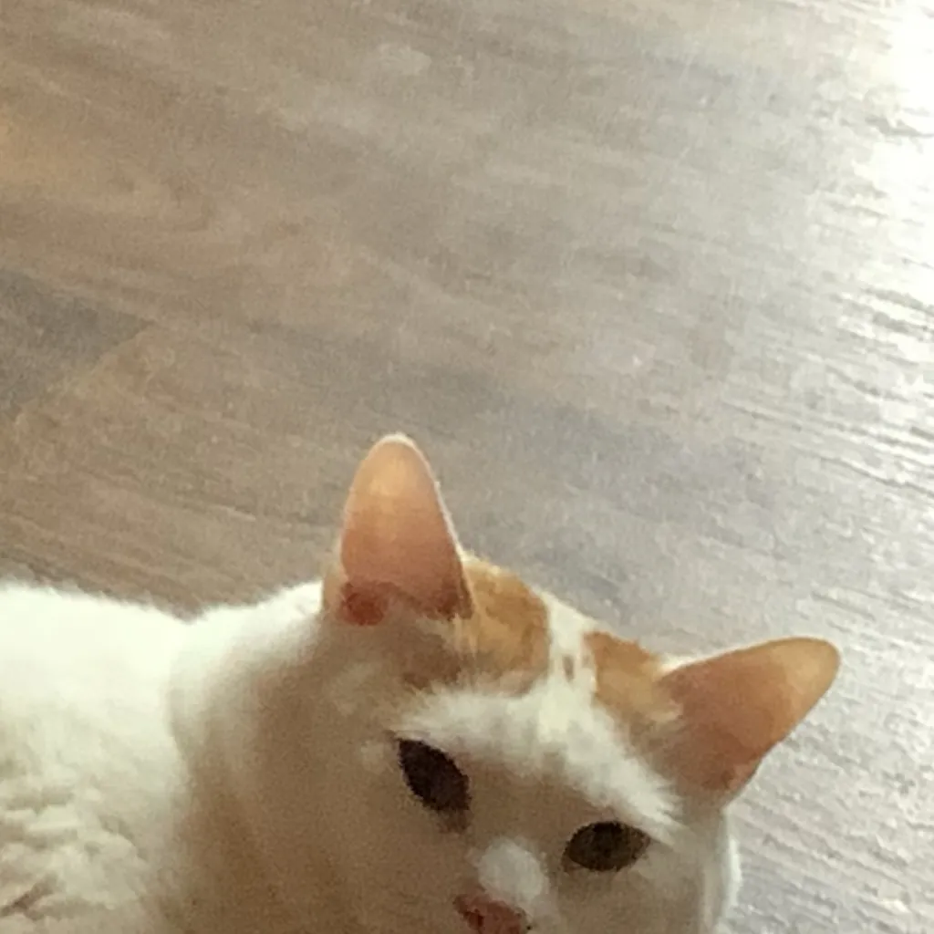 chat with ai character: Can Titan 