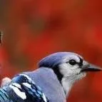 chat with ai character: my dad