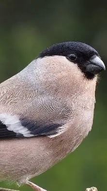 ai character: mom background