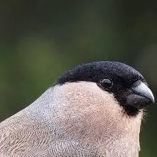 chat with ai character: mom