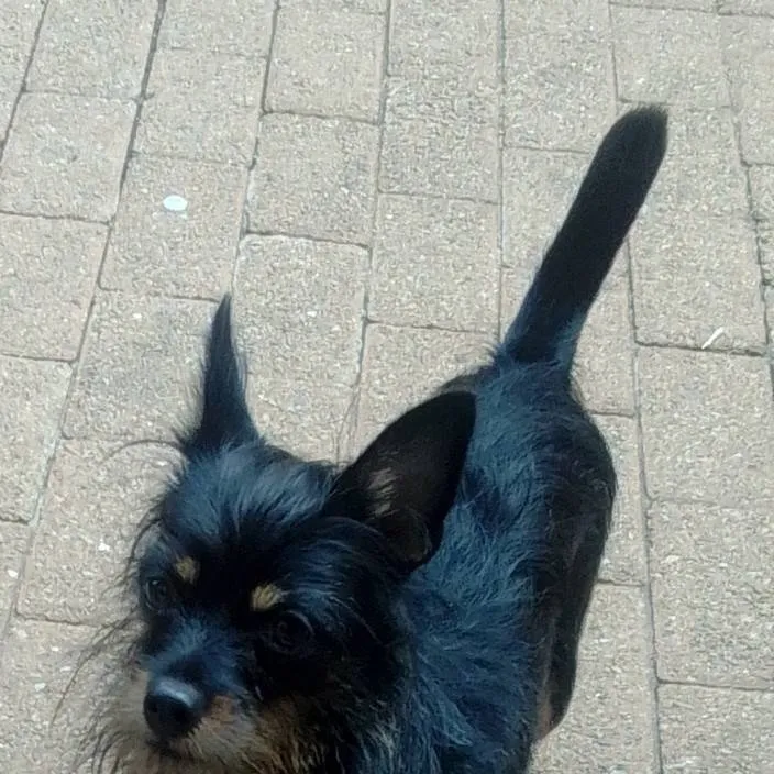 chat with ai character: Stranger things 