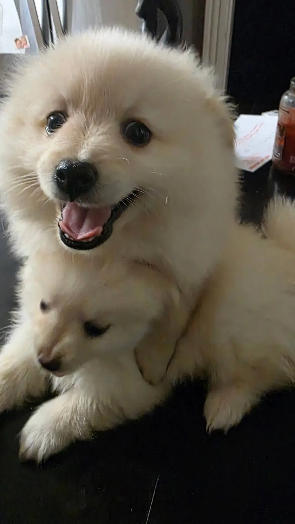 ai character: jax  background