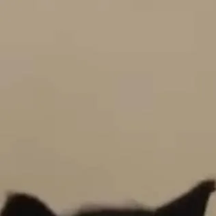chat with ai character: tu gato mascota :)
