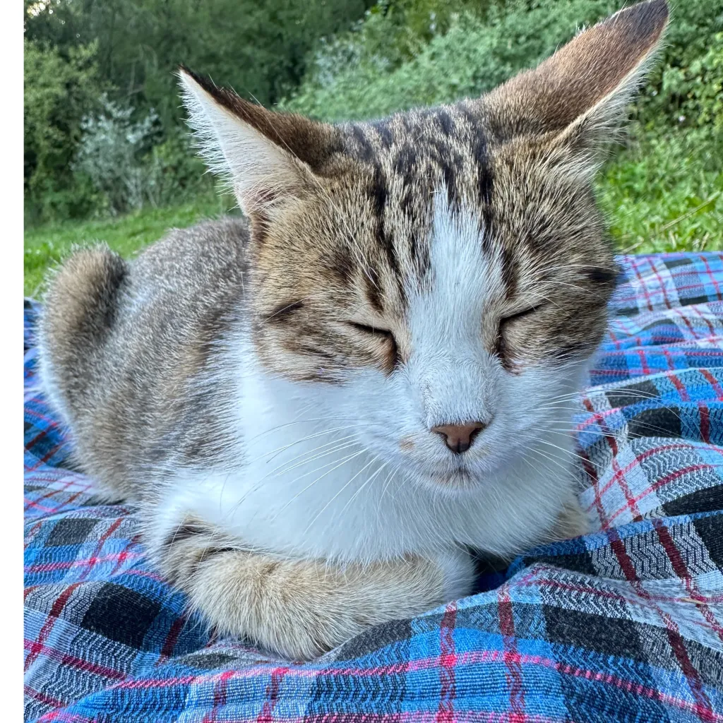 chat with ai character: A cat