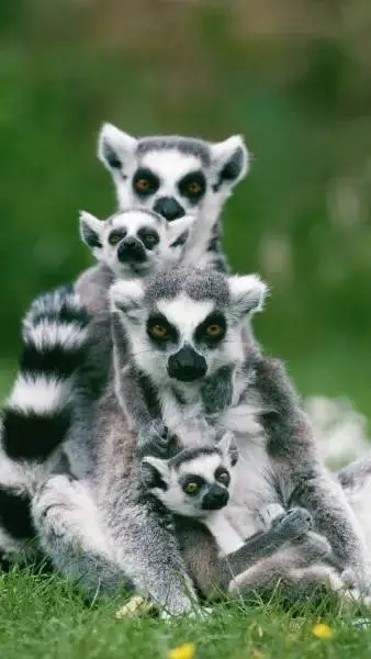 ai character: Lemur family!!  background