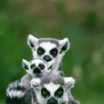 chat with ai character: Lemur family!! 