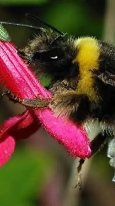 ai character: Rotom the bee background