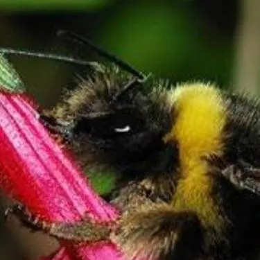 chat with ai character: Rotom the bee