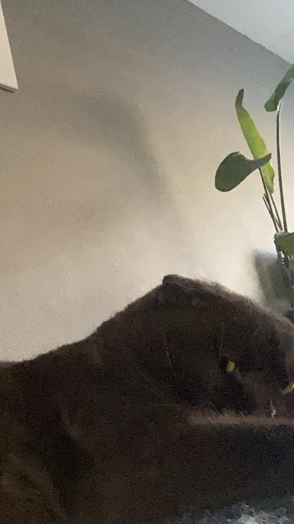 ai character: Liam background