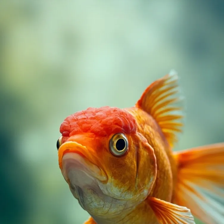 chat with ai character: fish