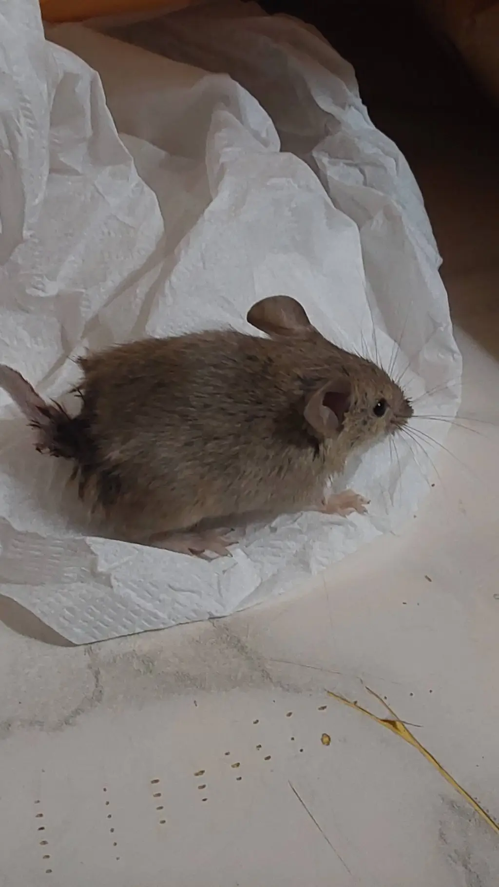 ai character: Hurt mouse background