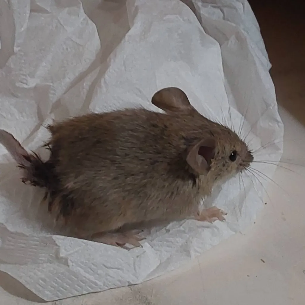 chat with ai character: Hurt mouse