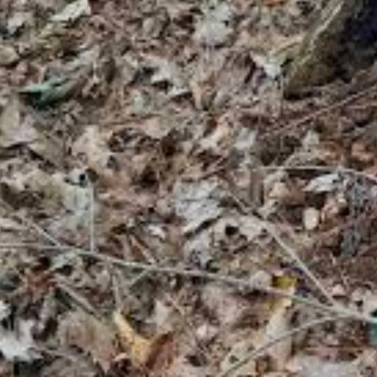 chat with ai character: leafs