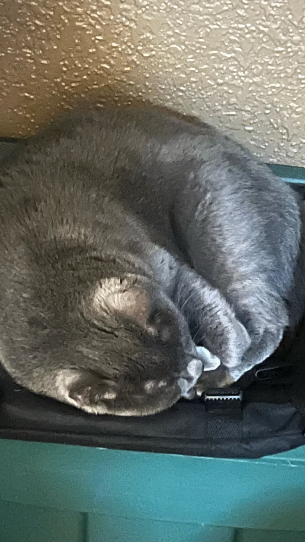 ai character: G-top background