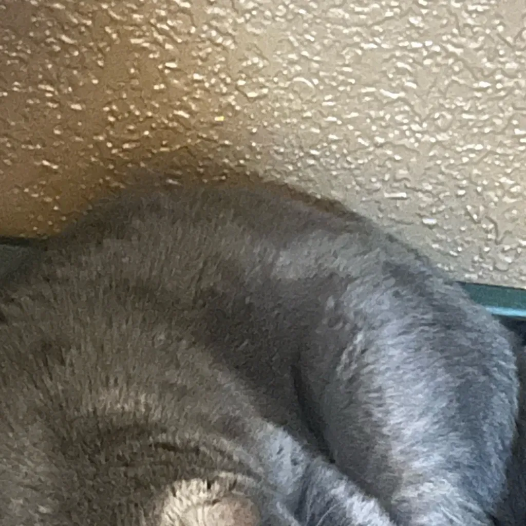 chat with ai character: G-top