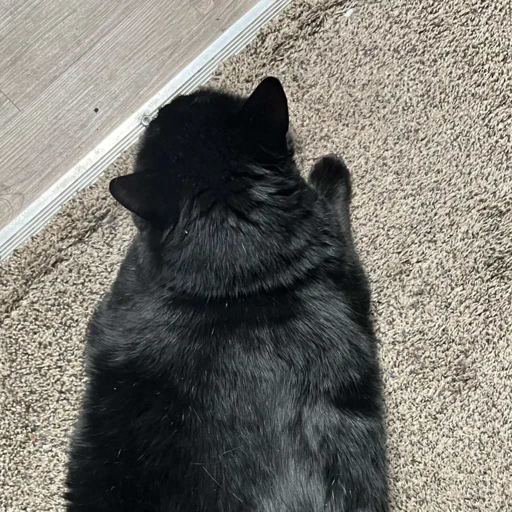 chat with ai character: Big bang 