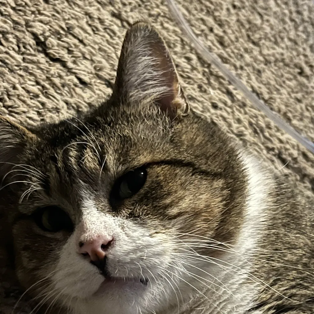 chat with ai character: Bigbang travel