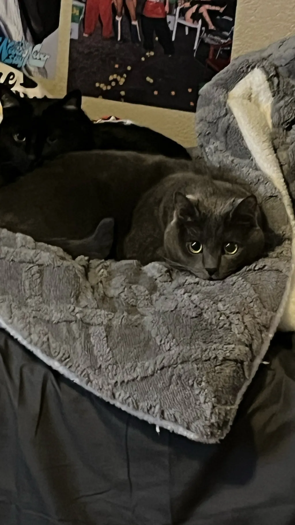 ai character: BTS  background