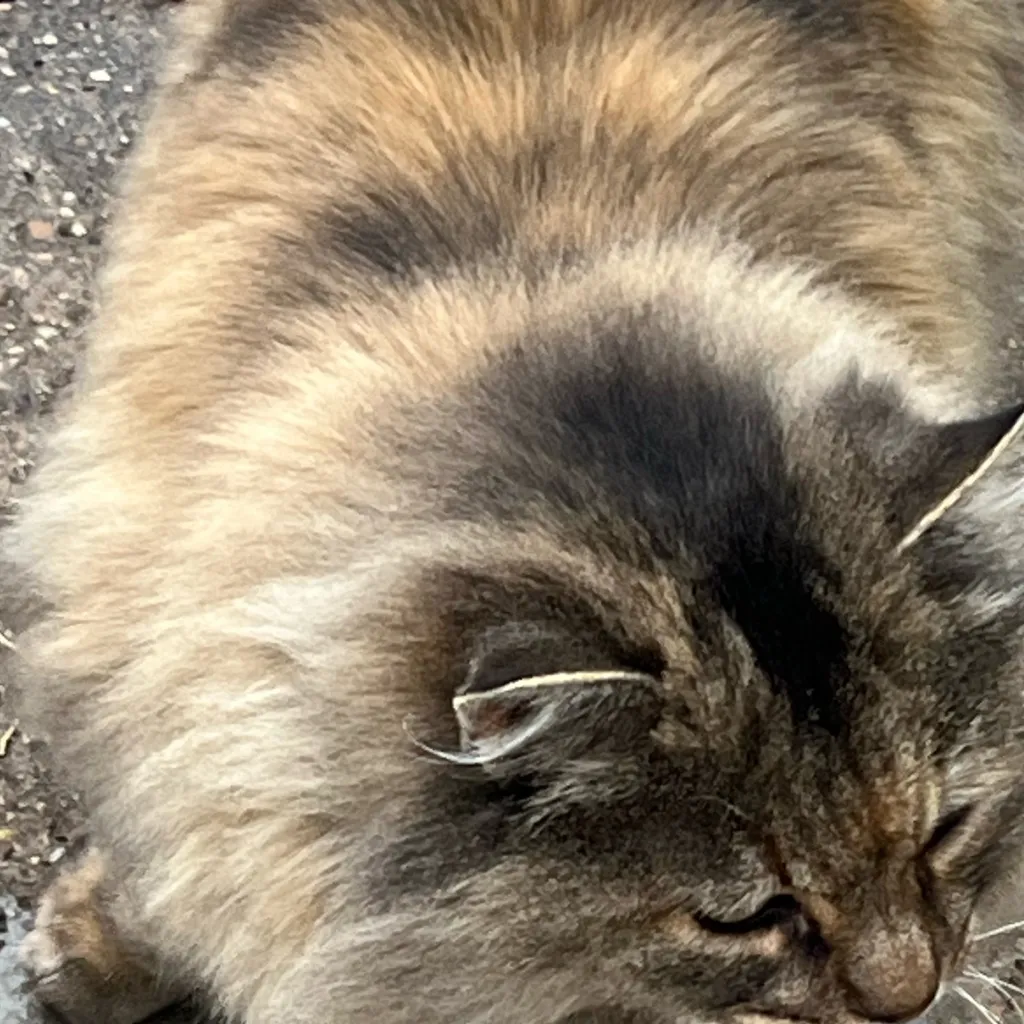 chat with ai character: Big bang