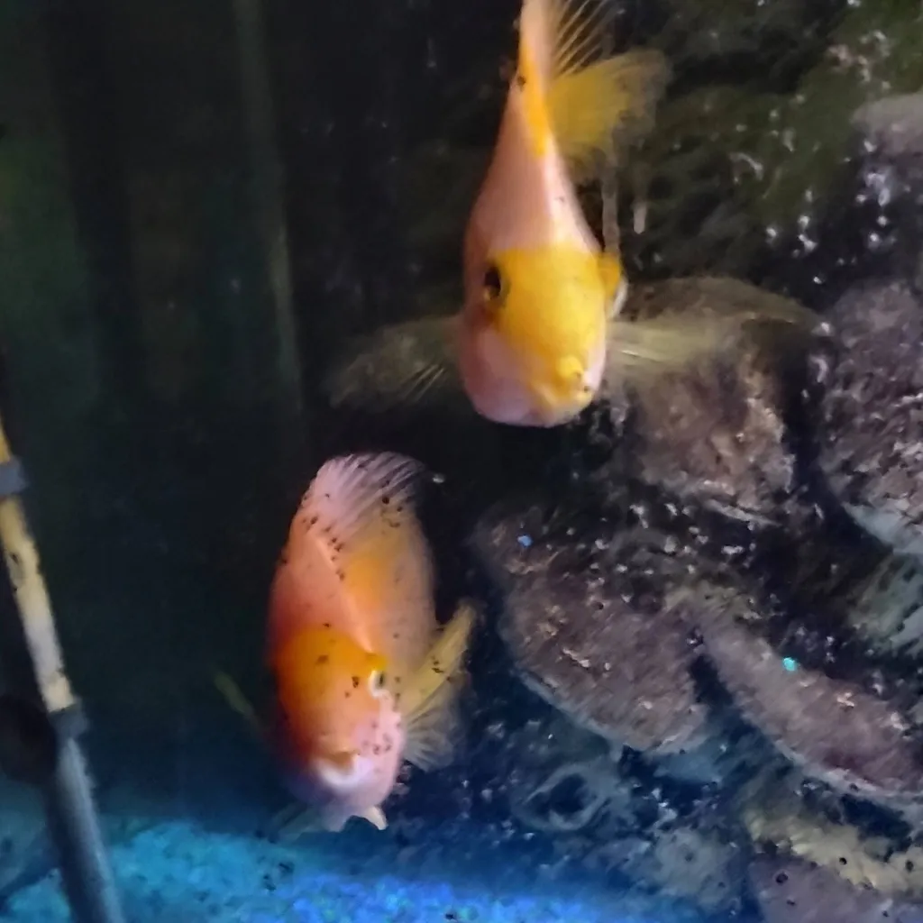 chat with ai character: FNAF GC