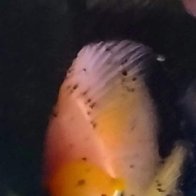 chat with ai character: 3rd grade