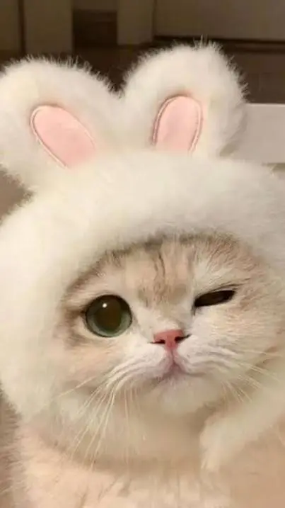 ai character: !! 𝙿𝙰𝙽𝙲𝙰𝙺𝙴 !!  background