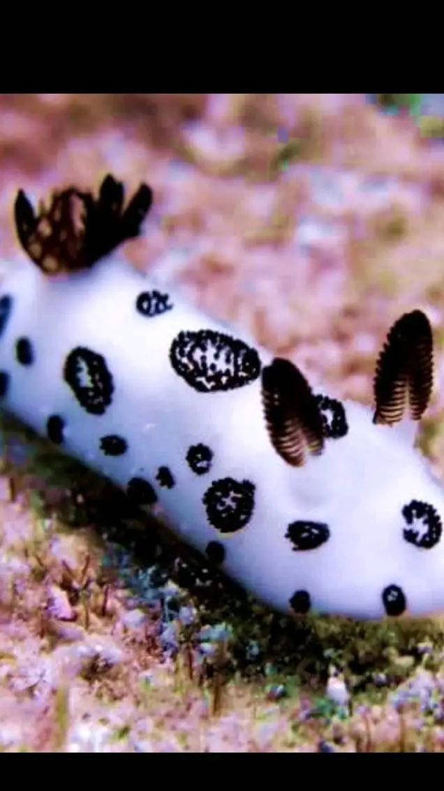 ai character: Mr sea bunny background
