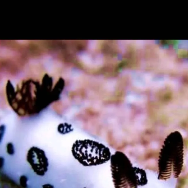 chat with ai character: Mr sea bunny