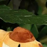 chat with ai character: pachynm