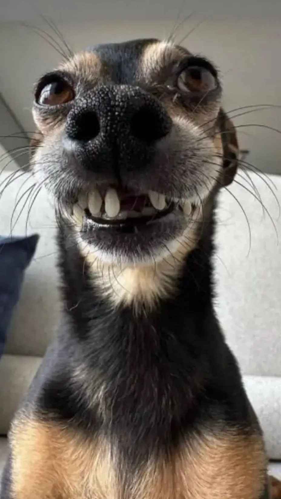 ai character: Freaky dog background