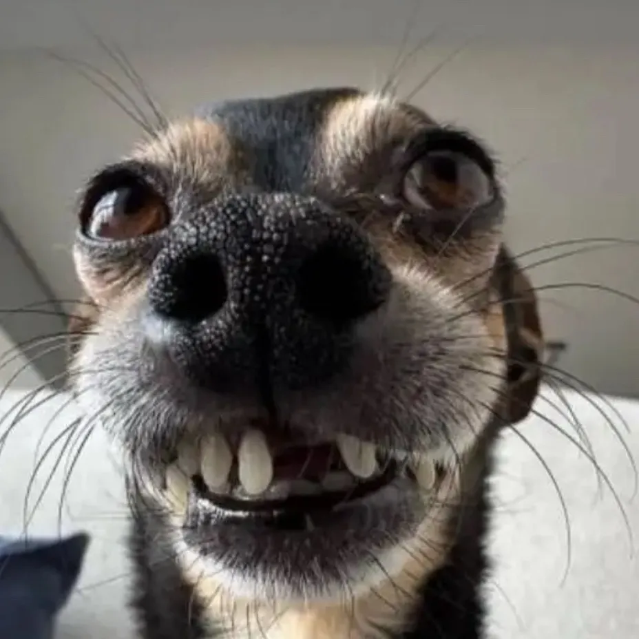 chat with ai character: Freaky dog