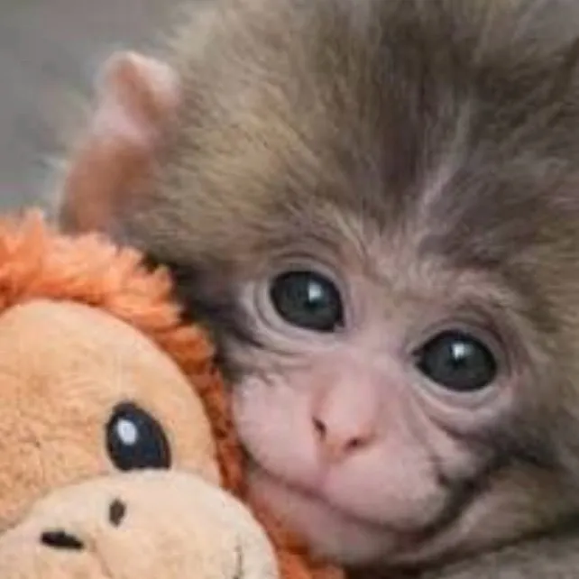 chat with ai character: Punch the monkey