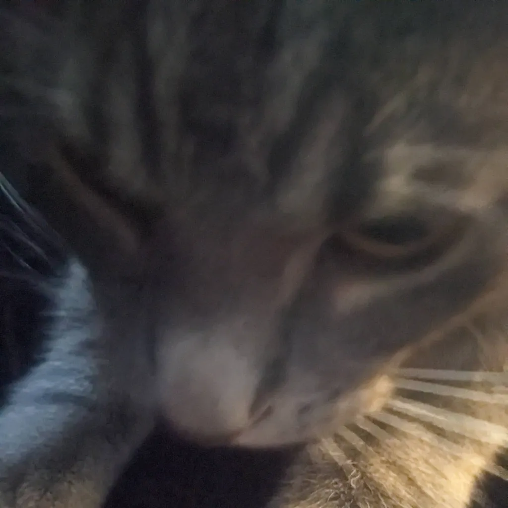 chat with ai character: mycatprince 