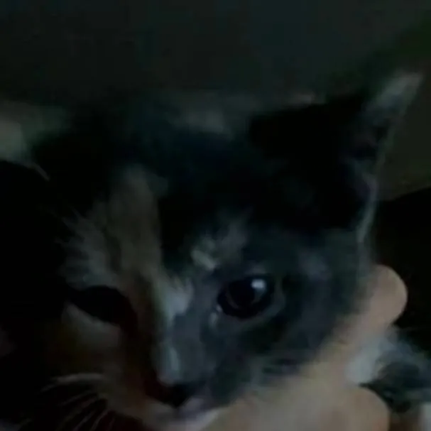 chat with ai character: kitty