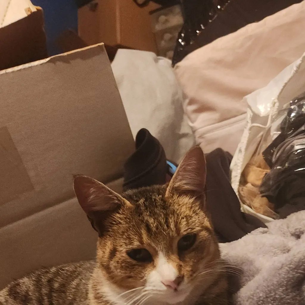 chat with ai character: Noob x Guest666 