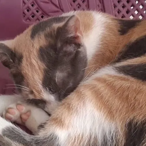 chat with ai character: seu gatinho pãopão