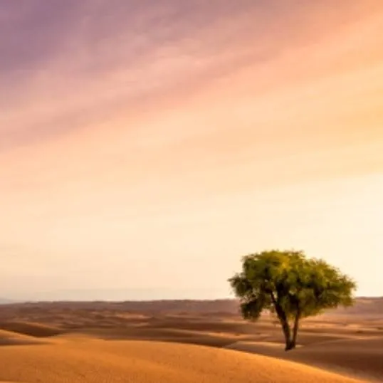 chat with ai character: desert