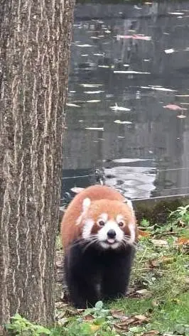 ai character: reda (red panda) background